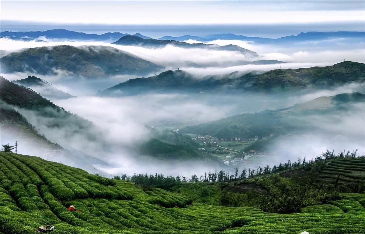 福鼎茶园 源头直供